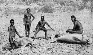 kapustňák oštěpovitý, severozápadní Austrálie, 1922 od Unbekannt