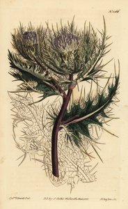 Bodlák ostnitý, Cirsium spinosissimum (Cnicus spinosissimus) od Unbekannt