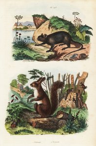 Krysa ostnitá, Echimys chrysurus 1 a veverka obecná, Sciurus vulgaris 2 od Unbekannt