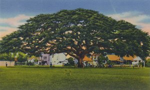 Spreading Samoan Tree, Trinidad, B.W.I., c1940s. od Unbekannt
