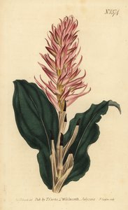 Orchidej Stenorrhynchos speciosum (neottia červenokvětá, Neottia speciosa) od Unbekannt