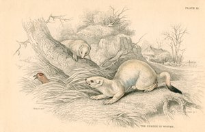 Lasice Mustela erminea, člen rodiny lasicovitých, 1828 od Unbekannt