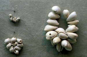 Struny mušlí Cowrie od Unbekannt