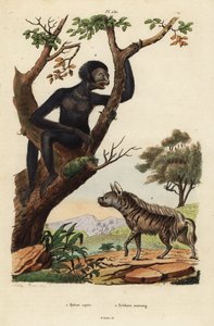 Hyena pruhovaná, Hyaena hyaena 1, a siamang, Symphalangus syndactylus, ohrožený 2 od Unbekannt