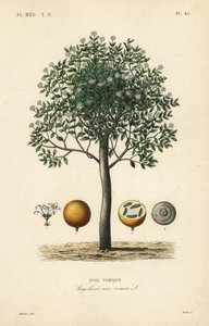 Strychnin strom, nux vomica, jedovatý ořech nebo semeno strychnos, Strychnos nux-vomica, Noix vomique od Unbekannt
