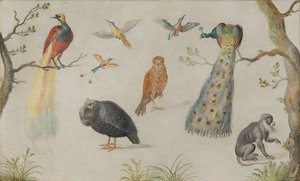 Studie ptáků a opic, 16601670. od Unbekannt