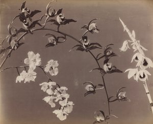 Studium orchidejí, c. 70. léta 19. století. od Unbekannt