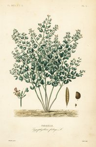 Syrský fazol-kapar, Zygophyllum fabago, Fabagelle od Unbekannt