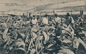 Tabák pod markýzou. Shade pěstovaný tabák - Kuba, c1900 od Unbekannt