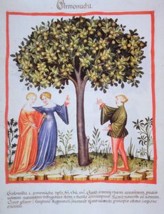 "Tacunum Sanitatis" Codex Vindobonensis Nova Series 2644, fol. 9, Sbírání meruněk, Miniaturní (1370-1400) (barva na papír) od Unbekannt