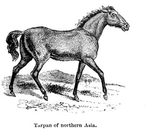 Tarpan, 1850 od Unbekannt