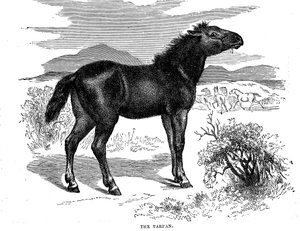 Tarpan, 1884 od Unbekannt