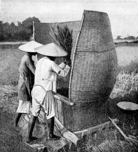 Annamský způsob sklizně a mlácení rýže, Annam, Vietnam, 1922 od Unbekannt