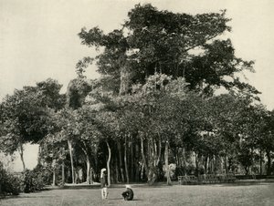 Banyan Tree, Barrackpore, 1870, 1925. od Unbekannt