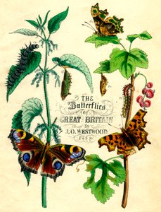 The Butterflies of Great Britain, c1855 od Unbekannt