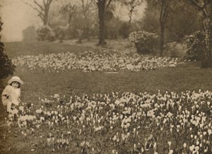 Krokusový koberec jara, c1935. od Unbekannt