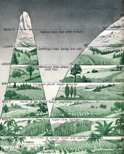 Různé zóny vegetace, 1935 od Unbekannt