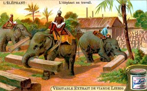 The Elephant at Work, c1900 od Unbekannt