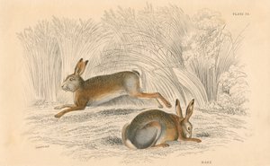Zajíc Lepus europaeus, 1828 od Unbekannt