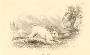 Zajíc Lepus europaeus, 1828 od Unbekannt