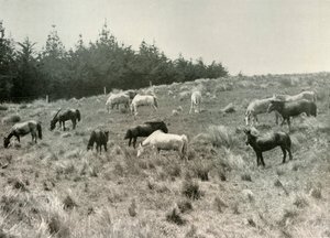 Mandžuští poníci na Quail Island, Port Lyttelton, c1907, 1909 od Unbekannt