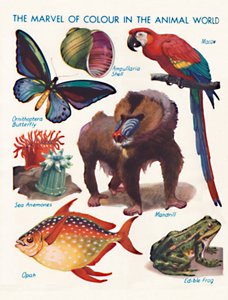 The Marvel of Color in the Animal World, 1935 od Unbekannt