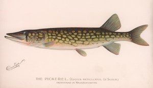 Pickerel Lucius Reticulatus. Le Sueur., kolem 20. let 20. století od Unbekannt