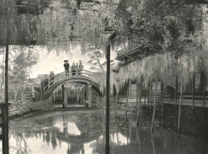Te New Ginoike Pon d Plan d Wisteria, Kameido, Toi, Japonsko, 1895. od Unbekannt