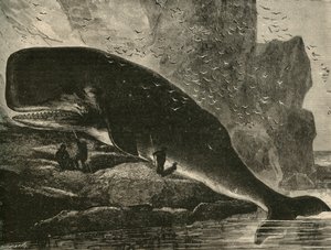 Vorvaň, 1882. od Unbekannt