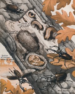 Příběh největšího britského brouka, 1935 od Unbekannt