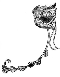 Můra Acontia luctuosa a pyl orchidejí, 1862 od Unbekannt