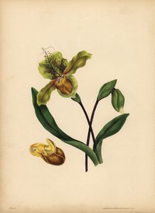 Vznešený střevíček pantoflíček, Cypripedium reginae, Podoba od Unbekannt