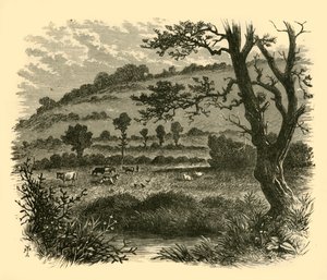 Thistledon, 1898. od Unbekannt