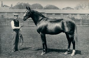 Plnokrevný dostihový kůň, Bend Or, c1880 od Unbekannt