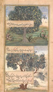Tři stromy Indie, Folio z Baburnama autobiografie Babur, konec 16. století. od Unbekannt