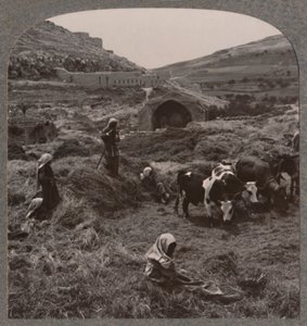 Mlácení obilí poblíž Jacobs Well, c1900 od Unbekannt