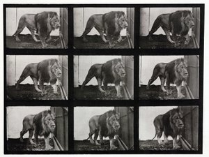 Časosběrné fotografie lva přecházejícího po kleci od Unbekannt