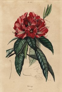 Rododendron stromový, Rhododendron arboreum od Unbekannt