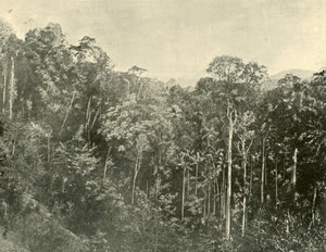 Tropické křoviny, Blackall Range, Queensland, 1901. od Unbekannt