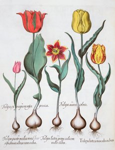 Tulipány, 1613 od Unbekannt