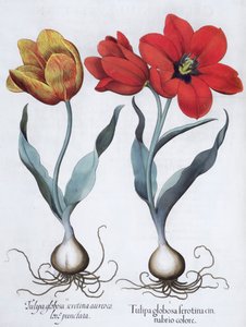 Tulipány, 1613 od Unbekannt