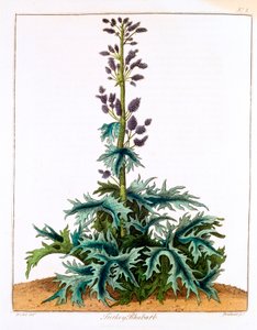 Krůtí rebarbora, 1798 od Unbekannt