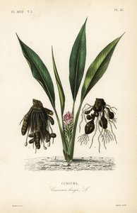 Kurkuma nebo ukon, Curcuma longa, Curcuma od Unbekannt