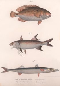 Bimaculatus dvouskvrnný, africký Redfin, Barracuda, kolem 50. let 19. století od Unbekannt