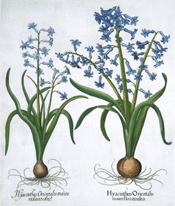 Dva modré hyacinty, 1613 od Unbekannt
