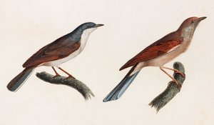 Dvě barevné ilustrace ptáků od Unbekannt
