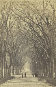 Bezejmenná alej stromů, 1840-1900. od Unbekannt