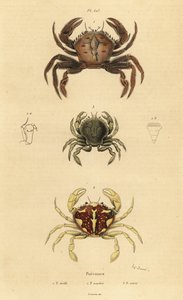 Krab sametový, Necora puber 1, krab mramorovaný, Liocarcinus marmoreus 2 a krab Pennantův, Portumnus latipes 3 od Unbekannt