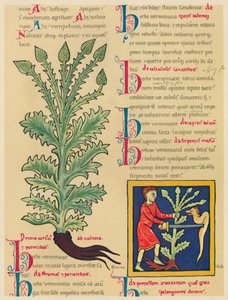 Verbena nebo Vervain, 1947 od Unbekannt