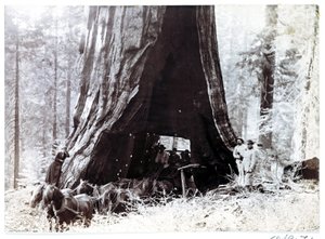 Vůz projíždějící obřím stromem, Severní Amerika, c 1900 od Unbekannt